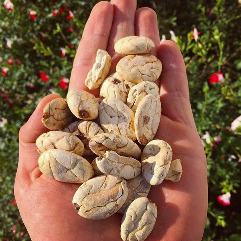 Cacao Í Macambo